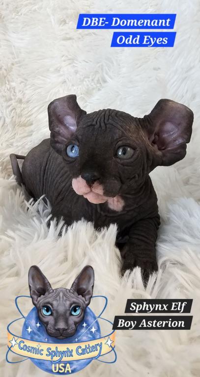 Cosmic Sphynx Cattery Chicago IL 1 photo 4