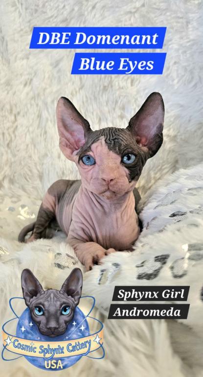 Cosmic Sphynx Cattery Chicago IL 1 photo 6
