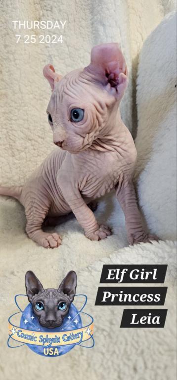 Cosmic Sphynx Cattery Chicago IL 1 photo 14