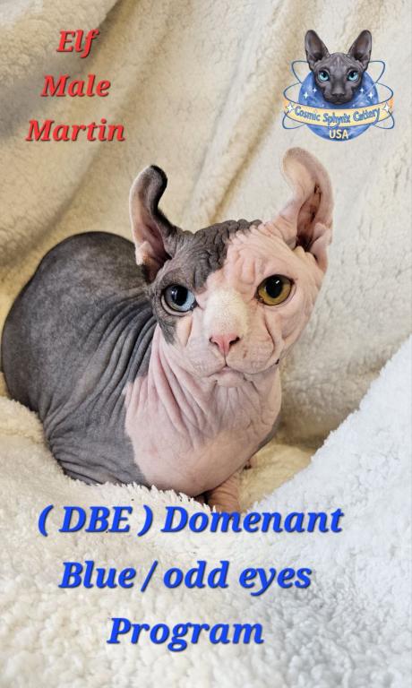 Cosmic Sphynx Cattery Chicago IL 1 photo 17