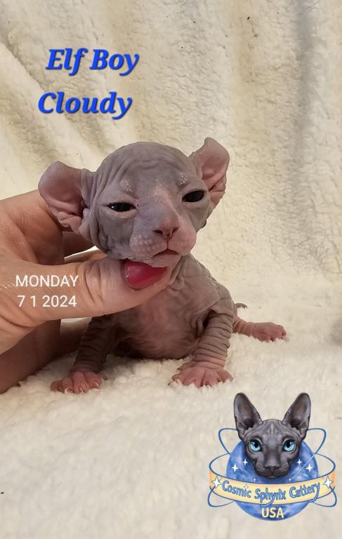 Cosmic Sphynx Cattery Chicago IL 1 photo 21