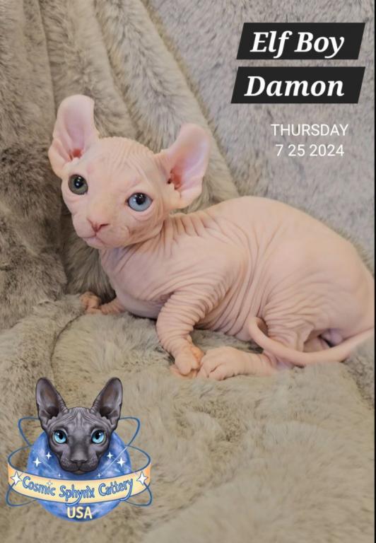 Cosmic Sphynx Cattery Chicago IL 1 photo 19