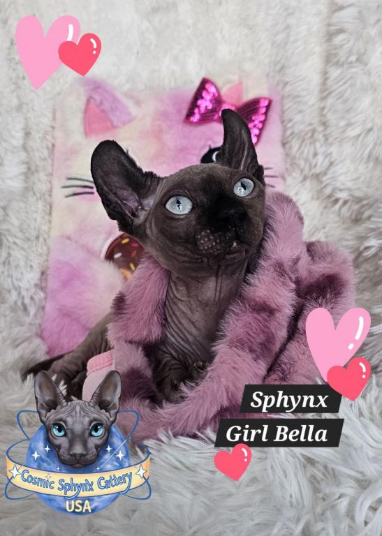Cosmic Sphynx Cattery Chicago IL 1 photo 10