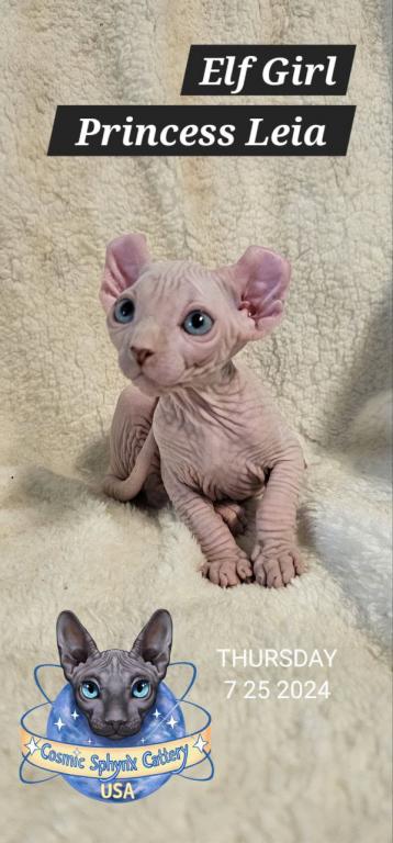 Cosmic Sphynx Cattery Chicago IL 1 photo 13