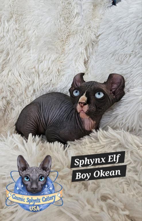 Cosmic Sphynx Cattery Chicago IL 1 photo 3