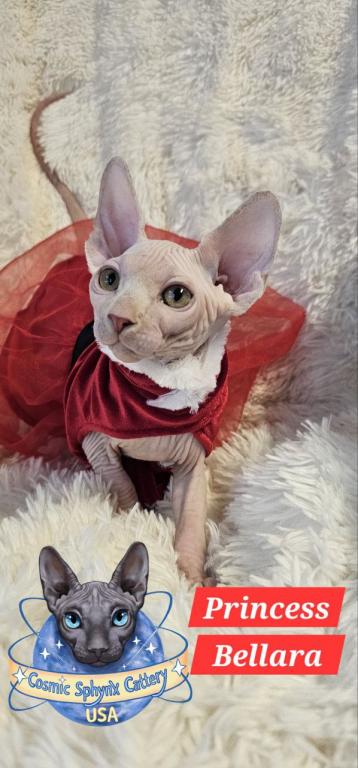 Cosmic Sphynx Cattery Chicago IL 1 photo 7