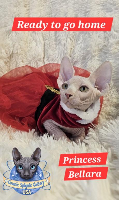 Cosmic Sphynx Cattery Chicago IL 1 photo 8