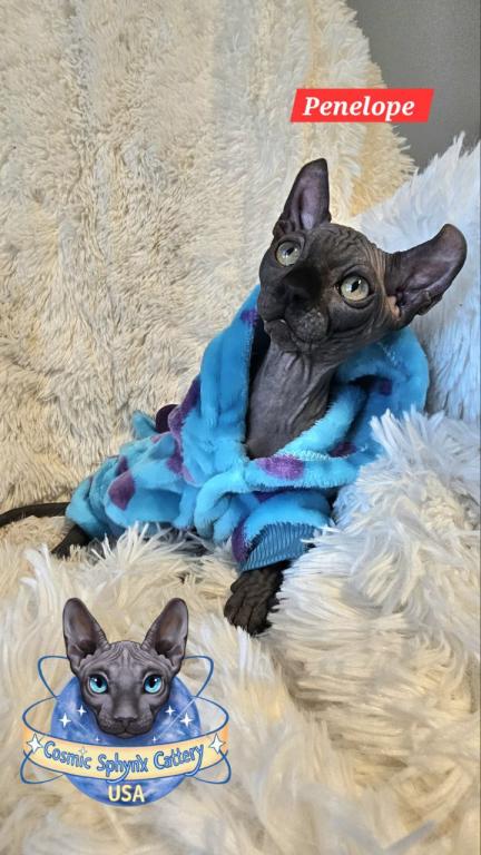 Cosmic Sphynx Cattery Chicago IL 1 photo 11