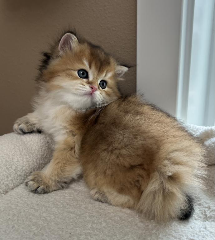 Teddy Bear Longhair Scottish Straight Male