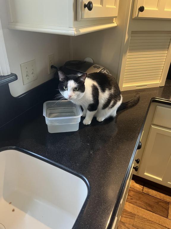 I Have Approximately 12 Kittens & Cats Available