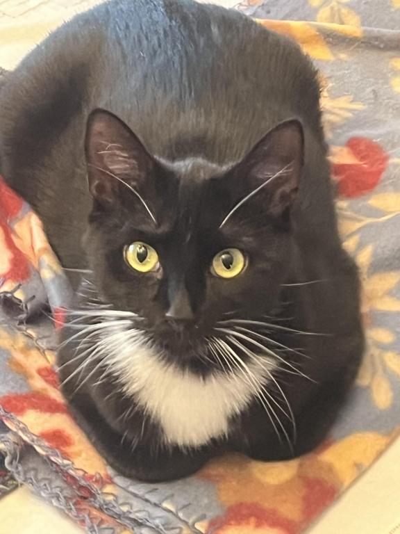 I Have Approximately 12 Kittens & Cats Available photo 2