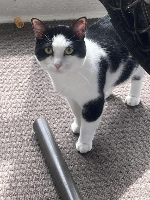 I Have Approximately 12 Kittens & Cats Available photo 3