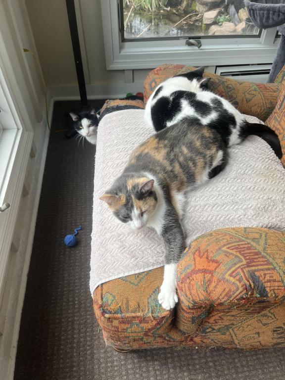 I Have Approximately 12 Kittens & Cats Available photo 4