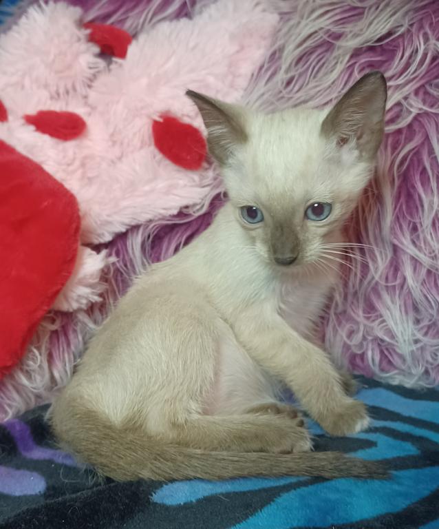 Mandy A Girl Snowshoe Siamese photo 5
