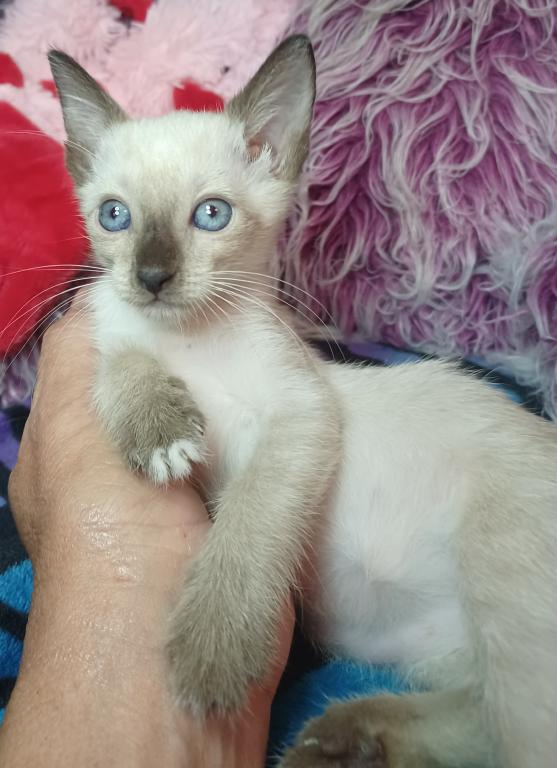 Mandy A Girl Snowshoe Siamese
