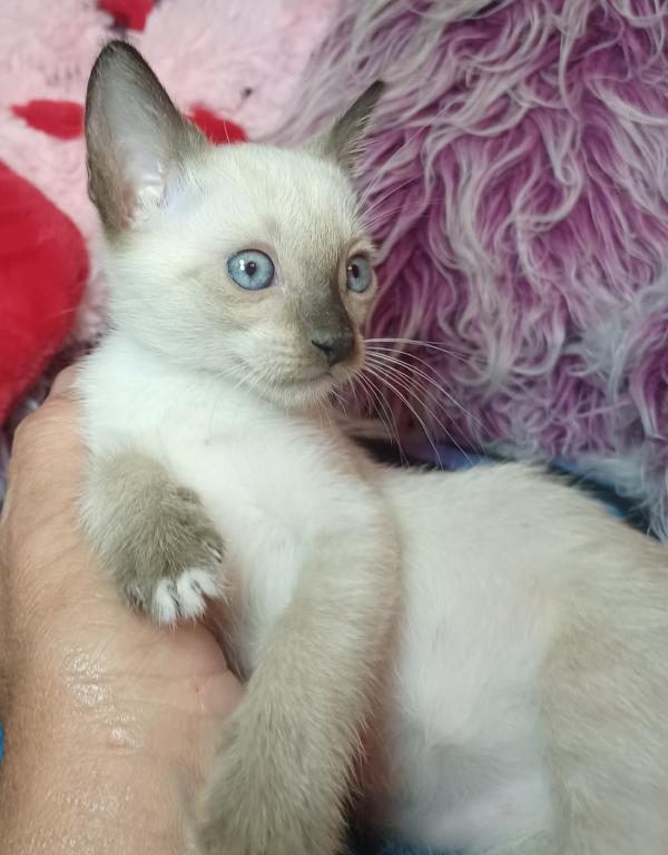 Mandy A Girl Snowshoe Siamese photo 4