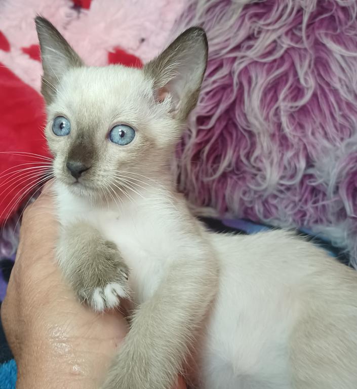 Mandy A Girl Snowshoe Siamese photo 3