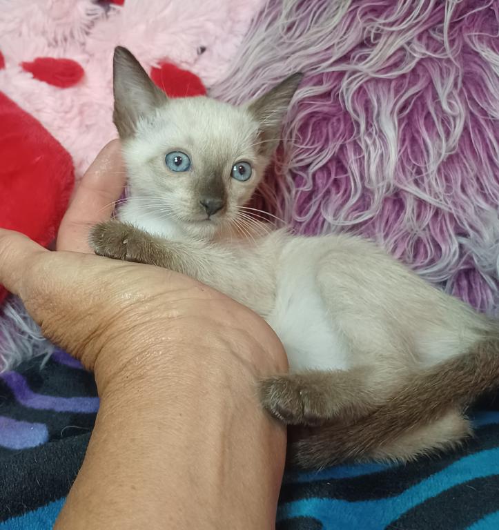Mandy A Girl Snowshoe Siamese photo 2