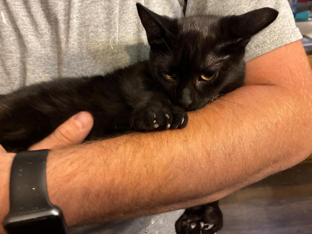 Star Wars Day Kittens photo 5