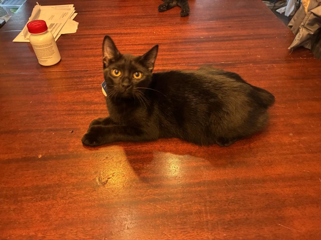 Star Wars Day Kittens photo 8