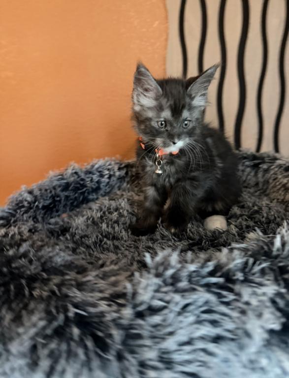 Blue Smoke With White Maine Coon Kittens photo 3