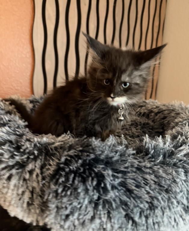 Blue Smoke With White Maine Coon Kittens photo 4