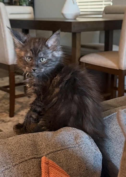 Blue Smoke With White Maine Coon Kittens