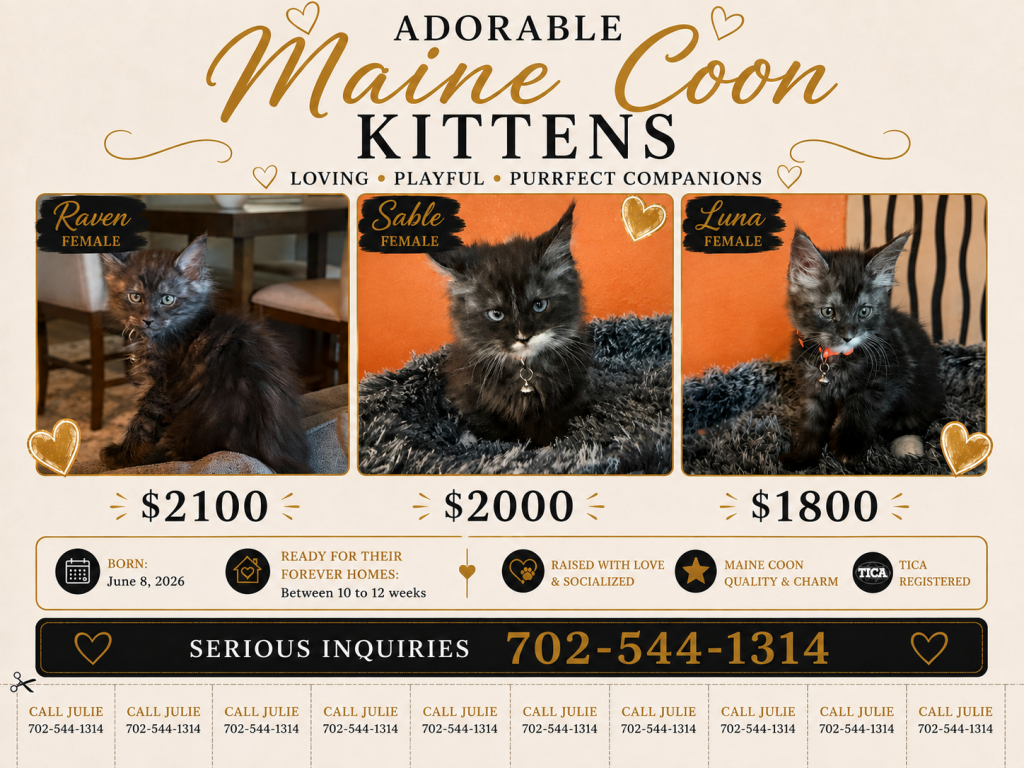 Blue Smoke With White Maine Coon Kittens photo 2