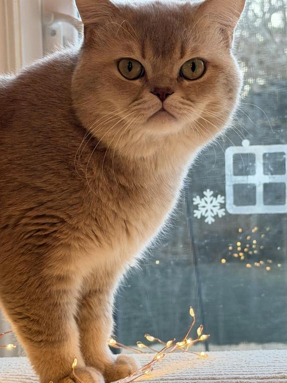 Lilac Golden Pavel photo 10