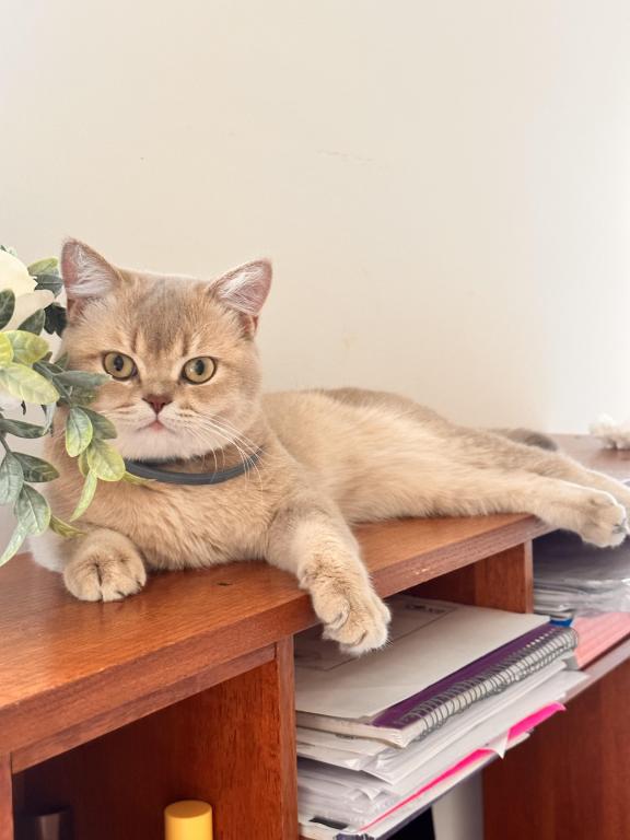 Lilac Golden Pavel photo 24
