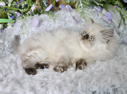 Tula photo 3