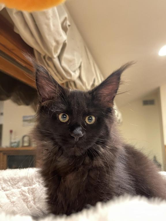 Maine Coon photo 2