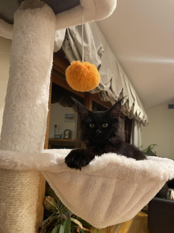 Maine Coon photo 5