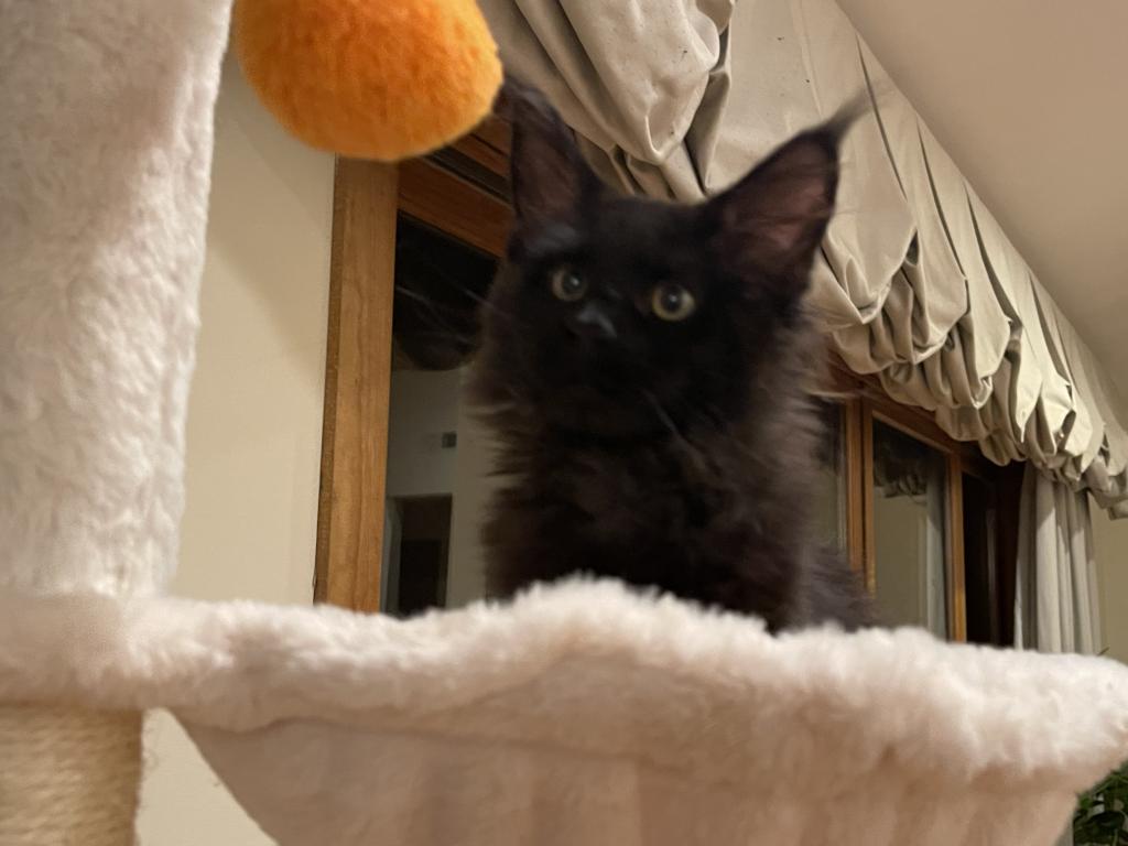 Maine Coon photo 6
