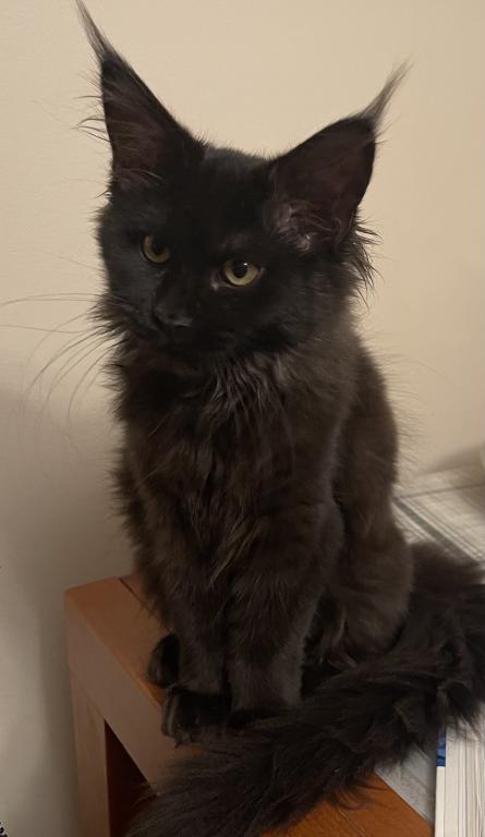 Maine Coon photo 3