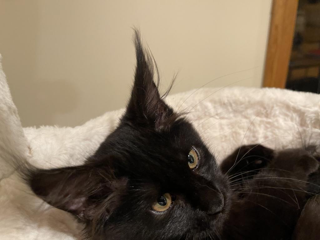 Maine Coon photo 9