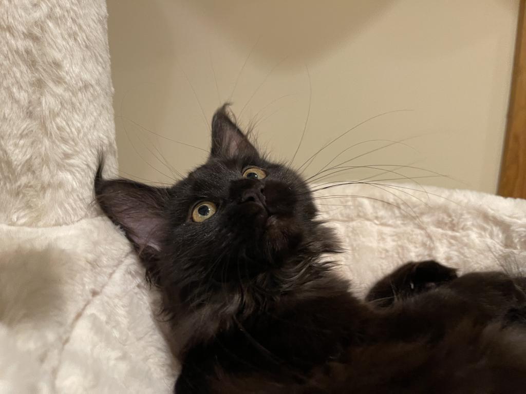 Maine Coon photo 10