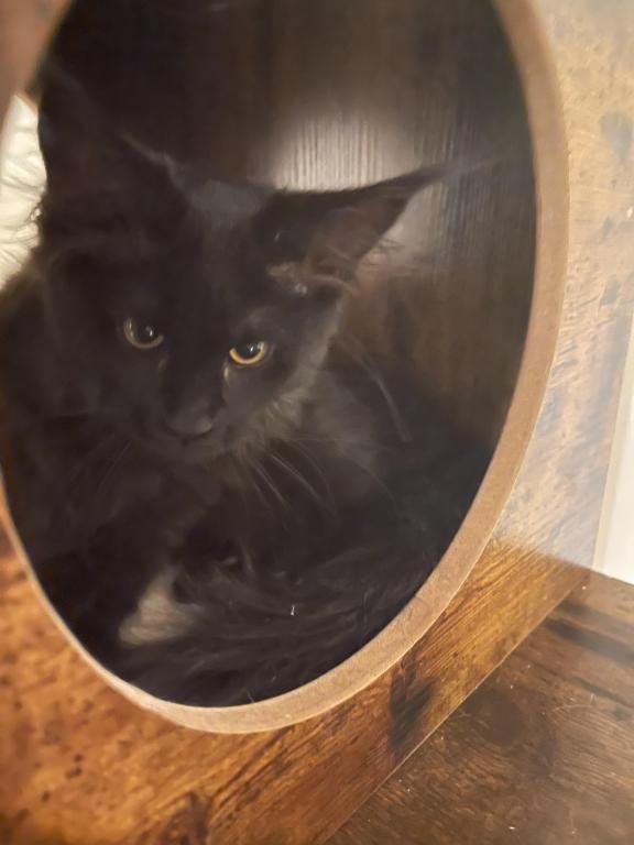 Maine Coon photo 4