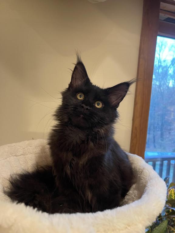 Maine Coon photo 1