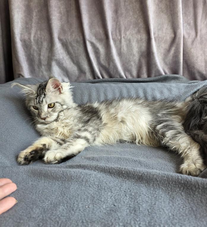 Zeus X Victoria