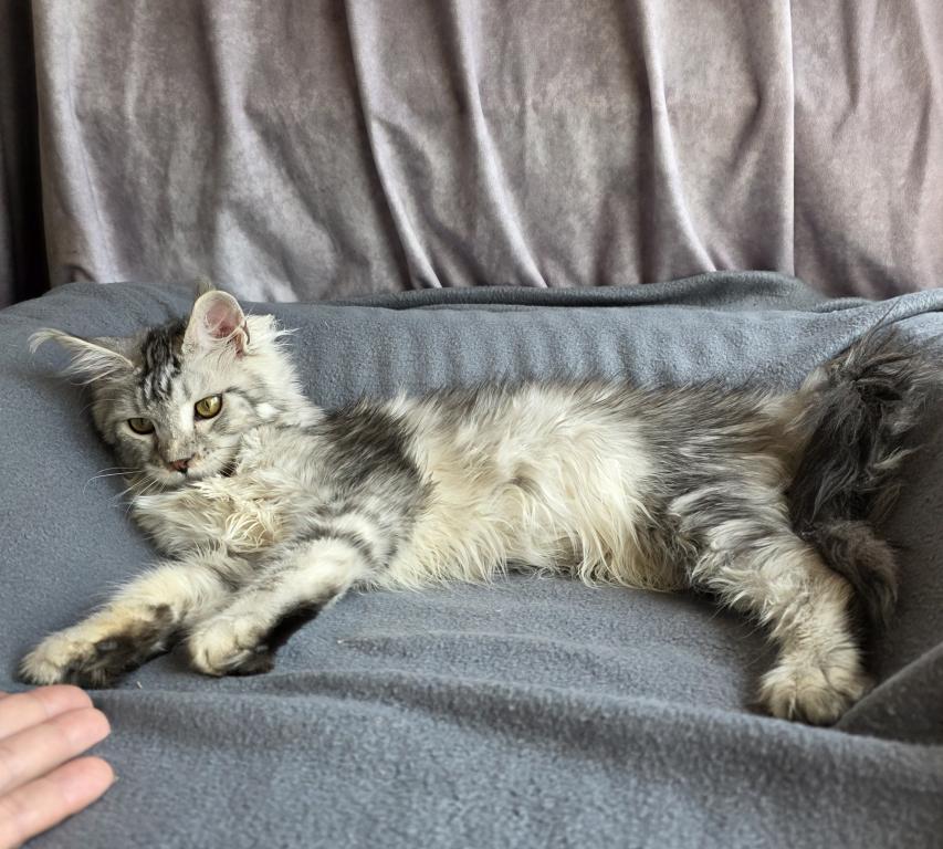 Zeus X Victoria photo 14