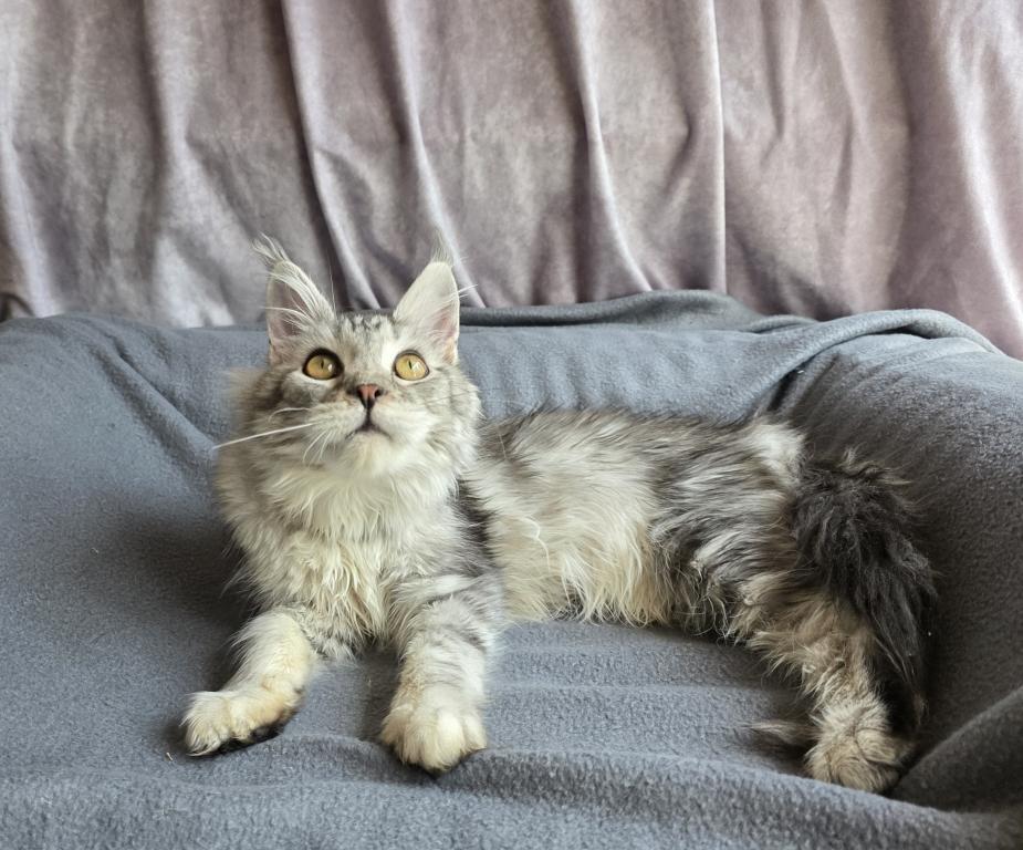 Zeus X Victoria photo 17