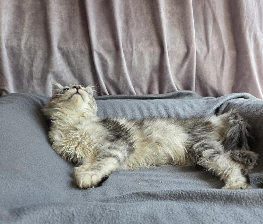 Zeus X Victoria photo 15
