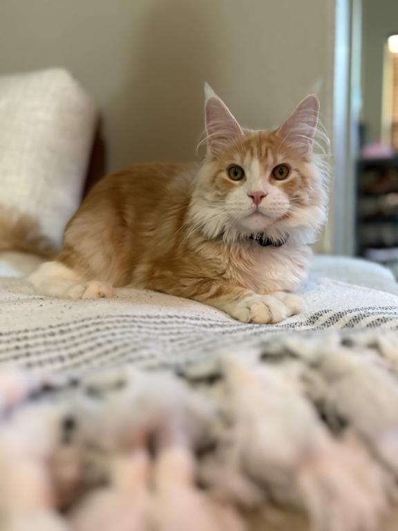 Maine Coon photo 1