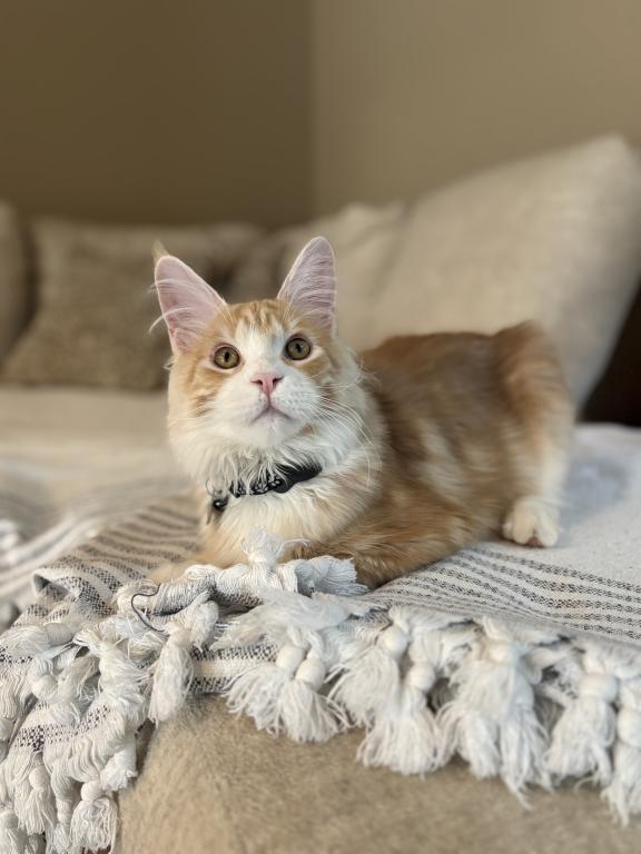 Maine Coon photo 3