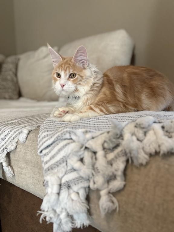Maine Coon photo 2