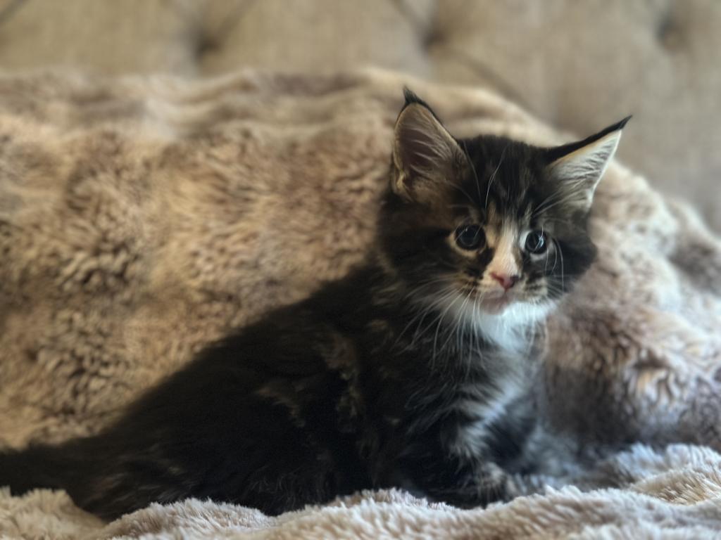 Maine Coon Kittens photo 3