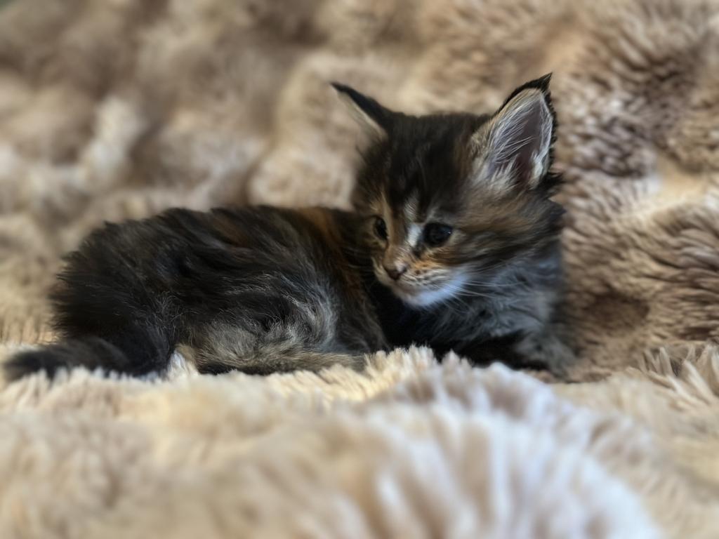 Maine Coon Kittens photo 2