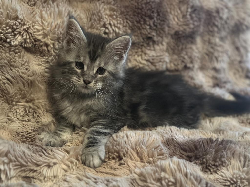 Maine Coon Kittens photo 4