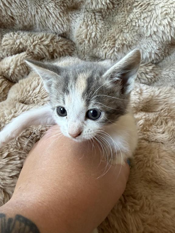 Max